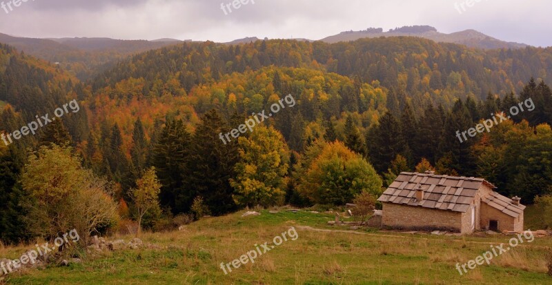 Forest Autumn Alm Trees Landscape