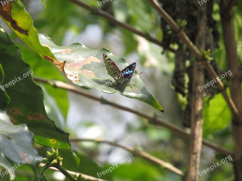 Nature Flying Forest Tree Twigs