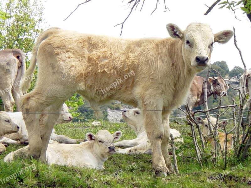 Cow Cows Blonde Cow Veal Animal