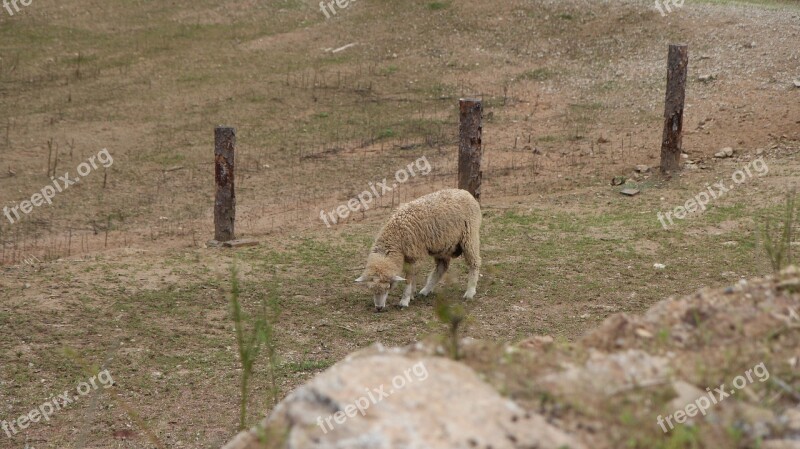 Yang Cattle Ranch Daegwallyeong Nature Meadow