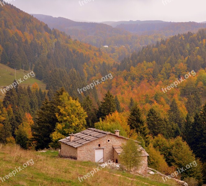 Forest Autumn Alm Trees Landscape