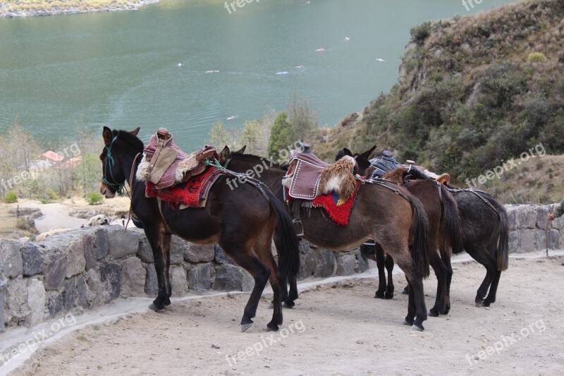 Horse Mule Ecuador Quilotoa Hiking