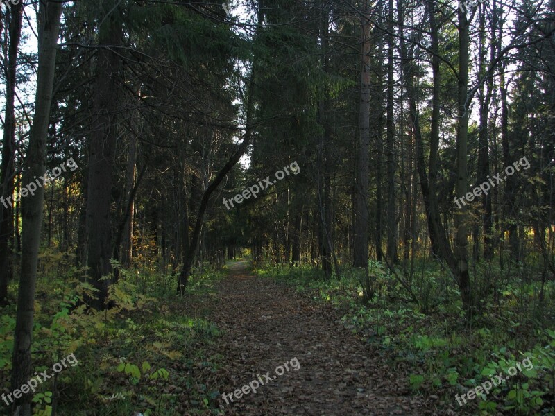 Forest Road Silence Nature Trees