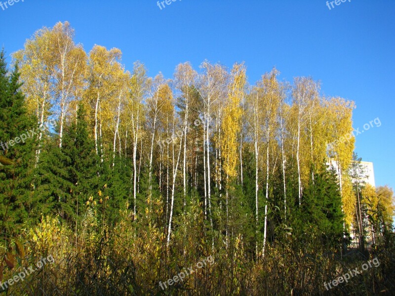 Blue Sky Forest Birch Christmas Tree Golden Autumn