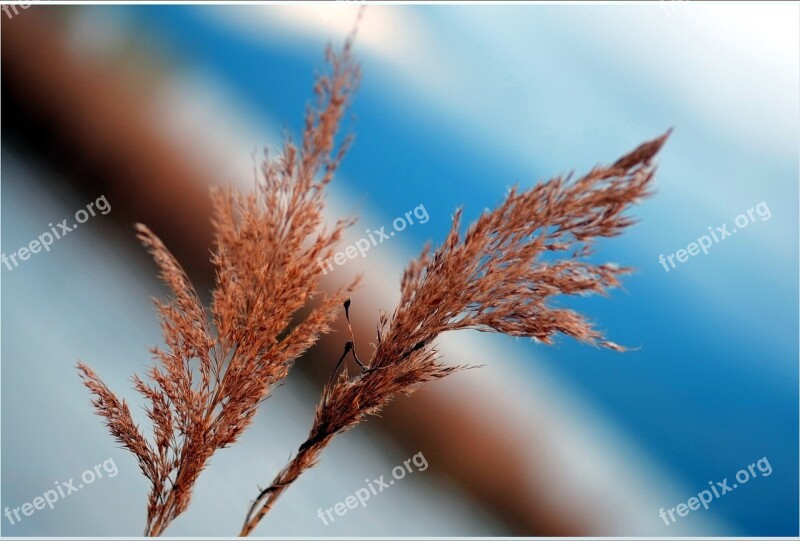 Reed Dried Lonely Free Photos