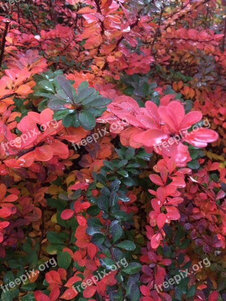 Barberry Bush Bloom Blossom Bloom