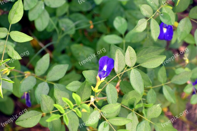 Butterfly Pea Clitoria Ternatea Vine Cordofan-pea Blue Flower Free Photos