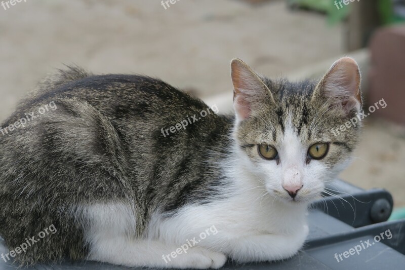 Cat Cub Domestic Cat Tomcat Pet