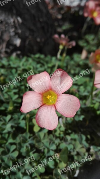 Flower Wildflower Oxalis Hirsuta Spring Floral