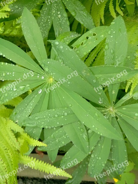 Leaves Closeup Green Leaves Sheet Greens