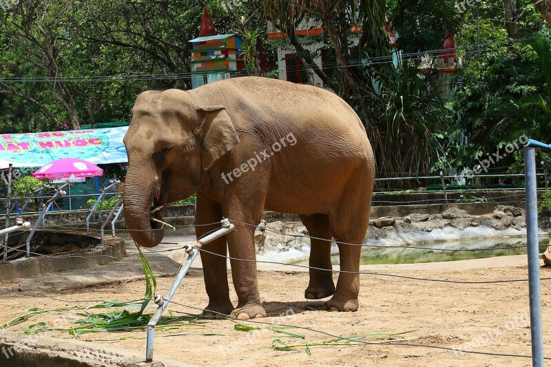 Elephant Books Oranges Free Photos