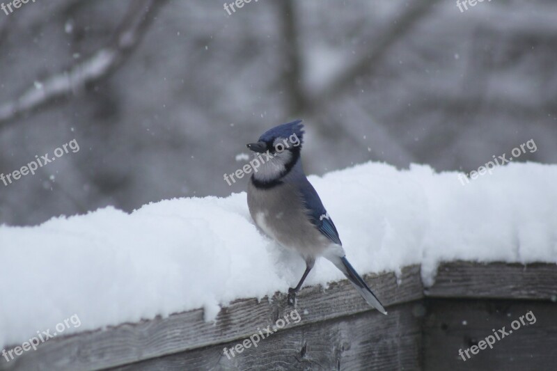 Blue Jay Snow Railing Cold Winter