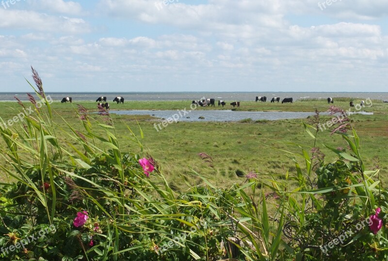 Sylt Cow North Sea Kampen Meadow