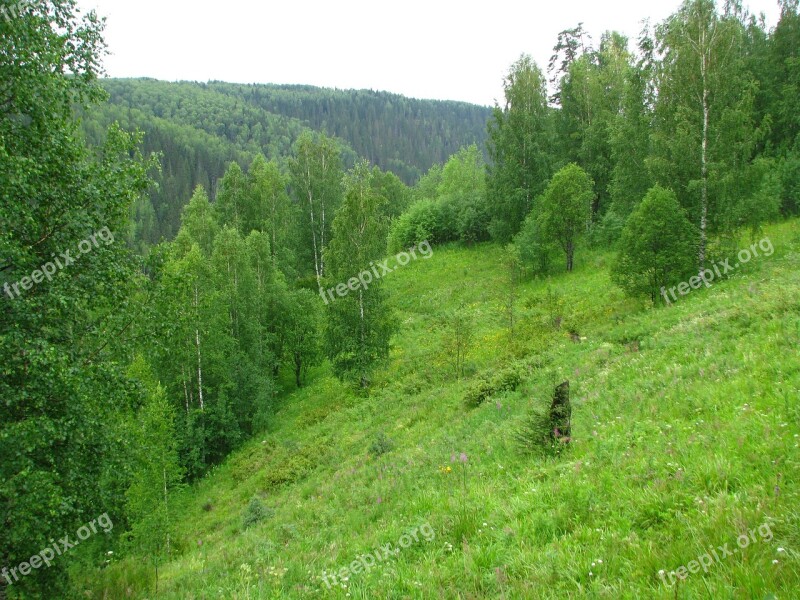 Forest Summer Sun Nature Grass