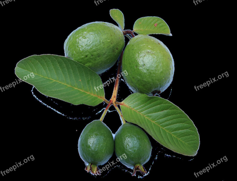 Guava Leaf Jambu Biji Green Guava Png