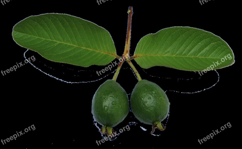 Jambu Biji Guava Leaf Green Guava Png