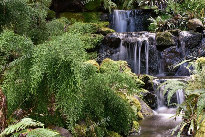 Water Ferns Nature Plant Garden