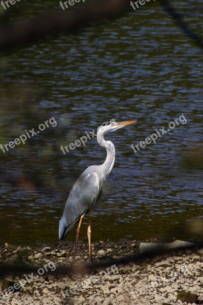 Animal River Waterside Wild Birds Heron