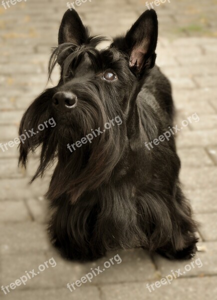 Scottish Terrier Dog Attention Knuffig Wuschelig