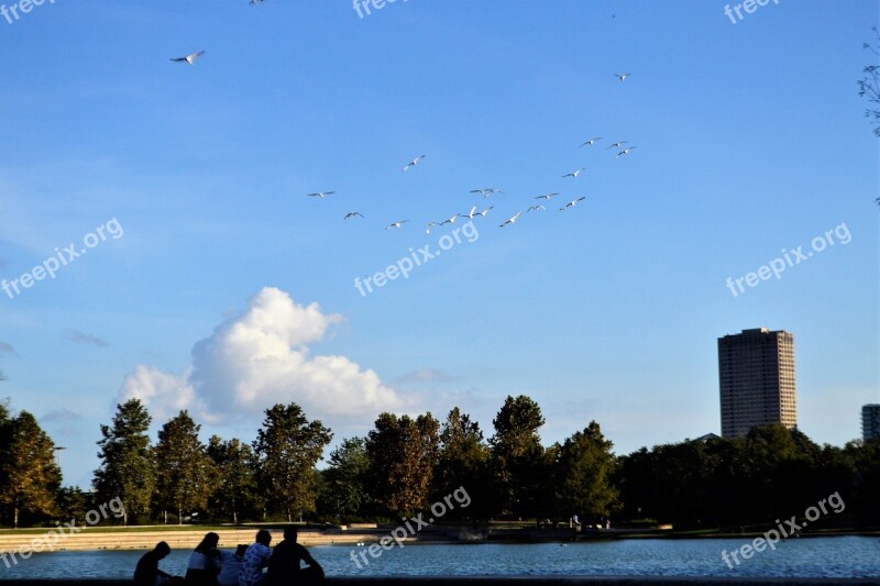 Flock Birds Family Lake Houston