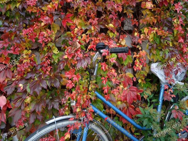 Leaves Colorful Autumn Wine Colorful Leaves