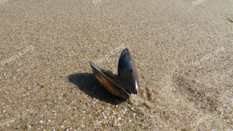 Shells On The Beach Sand Shell Beach Mussels