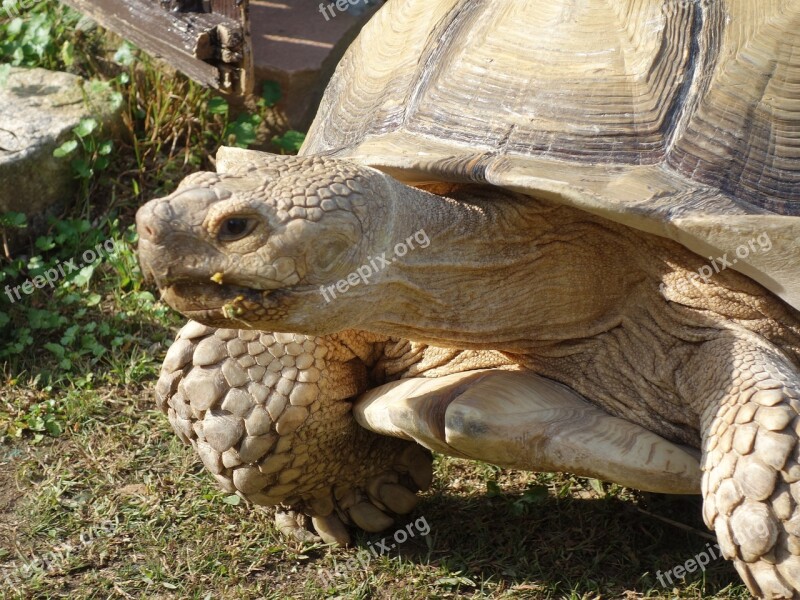 Guide Tortoises The Way Station Food And The Petting Free Photos