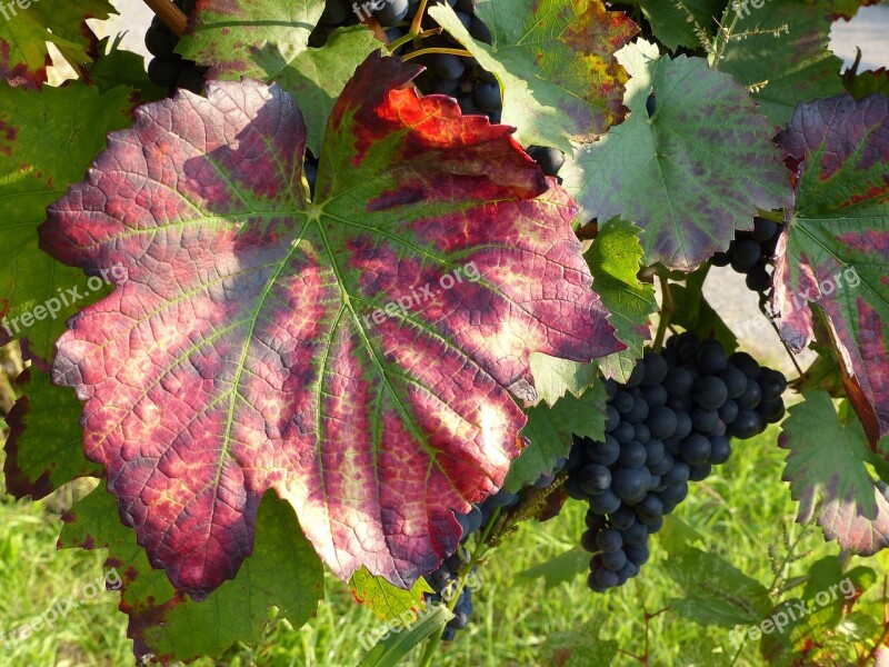 Wine Leaf Red Stained Discolored Autumn Autumn Colours