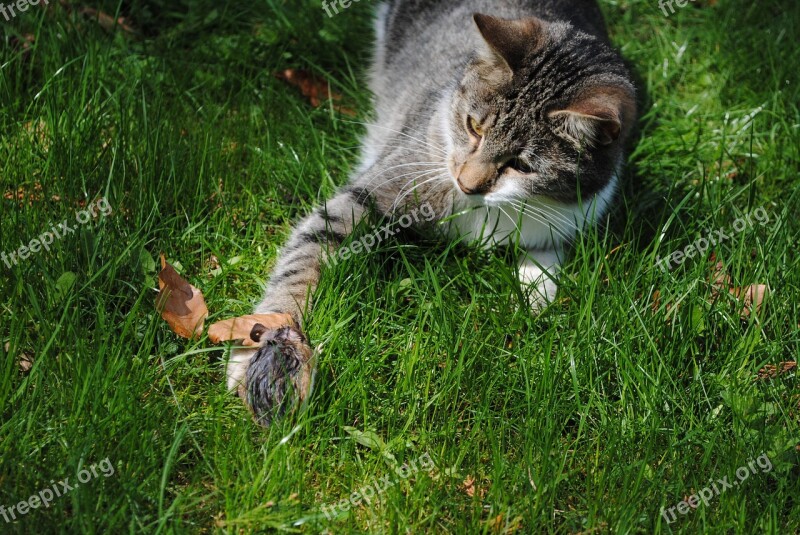 Cat Mouse Hunt Attack Prey