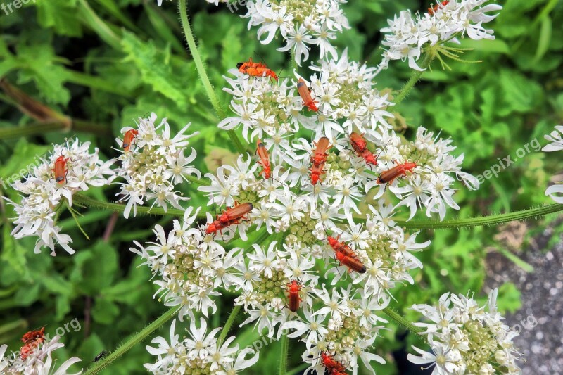 Insect Beetle Red Soldier Beetle Mating Mating Beetles