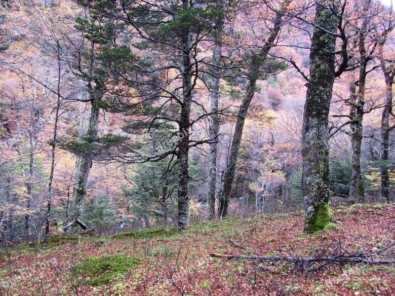 Forest Nature Tree Leaves Trees