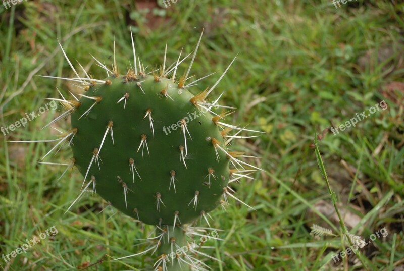 Cactus Thorns Nature Mountain Gro