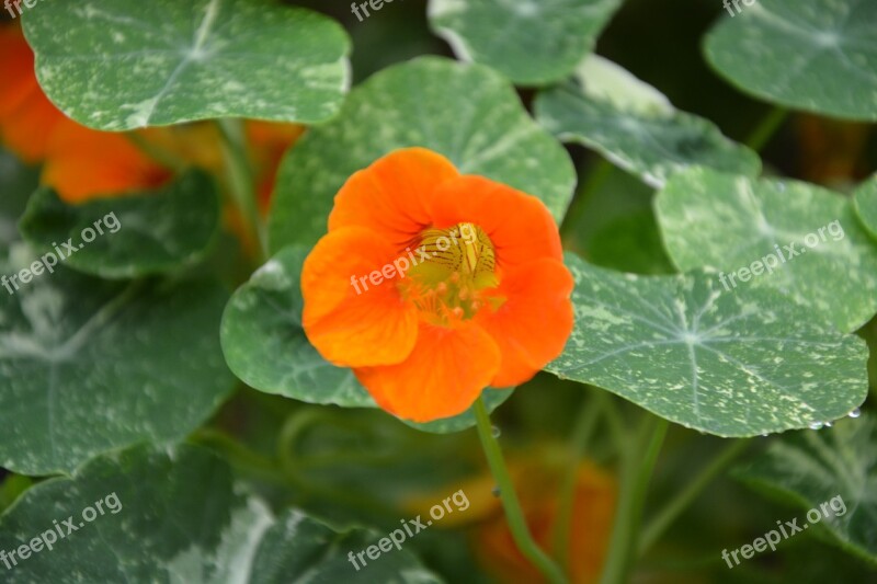 Flower Orange Blossom Green Leaves Flowering Plant Nature