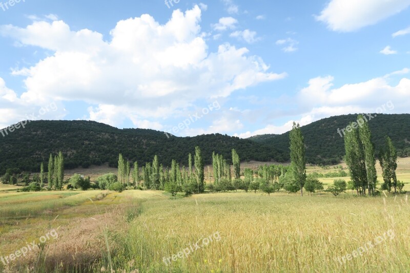 Attachment Wheat Forest Landscape Landscape Nature