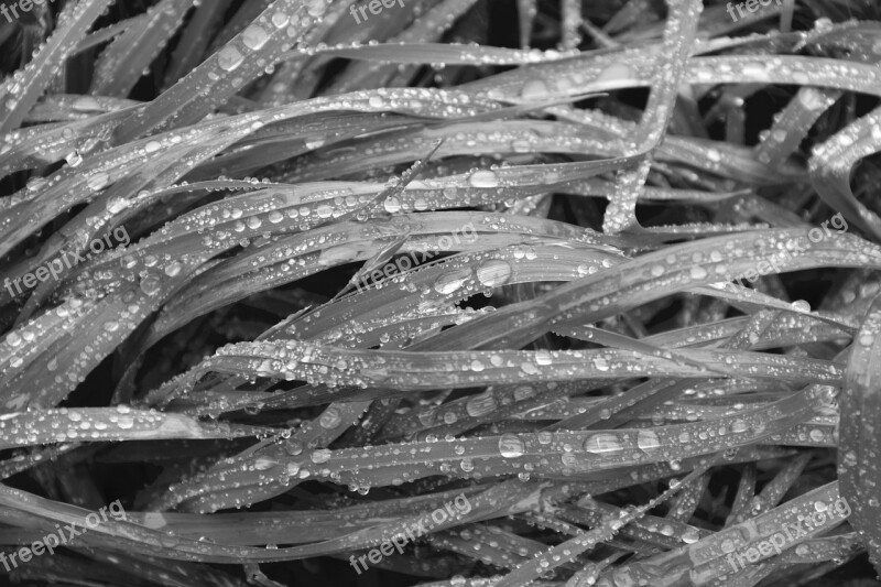 Tall Grass Wet Photo Black White Goutellettes Water Nature