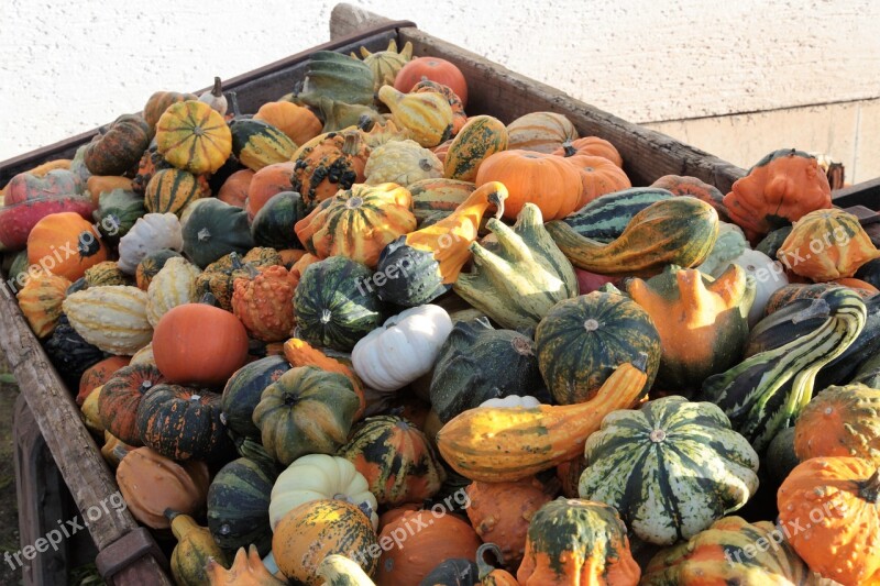 Pumpkin Gourd Decoration Autumn Halloween