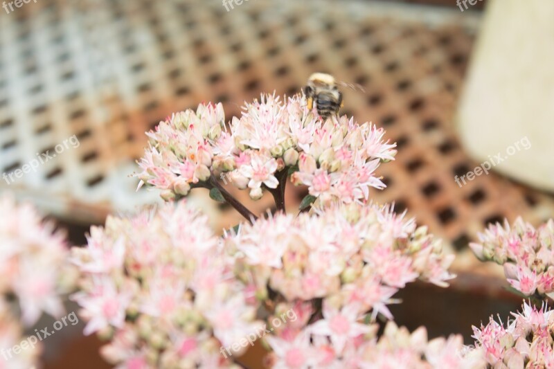 Summers Day Bee Bee Pollinating Flowers Summer Bright Flowers