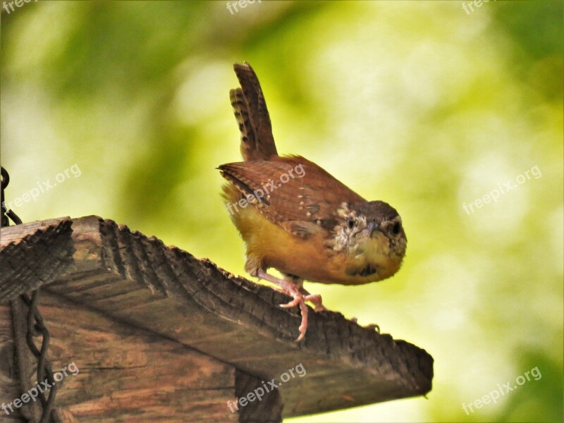 Bird Up Close Funny Interesting Wildlife