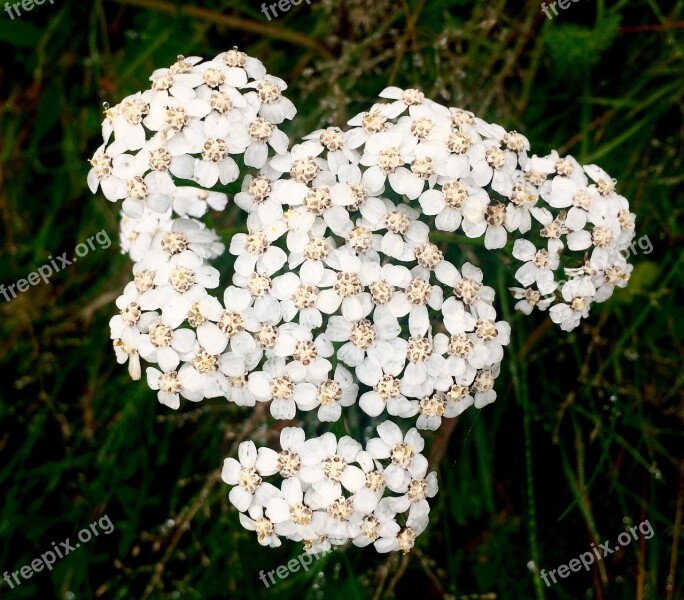 White Flower Flowers Small Flowers Free Photos