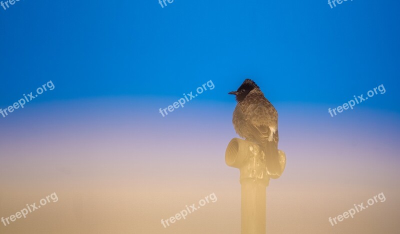 Deep Thinking Red Vented Bulbul Relax Free Photos