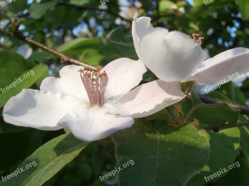 Quince White Flower Nature Petals Free Photos