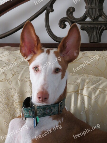 Ibizan Hound Dog Ibizan Hound Animal