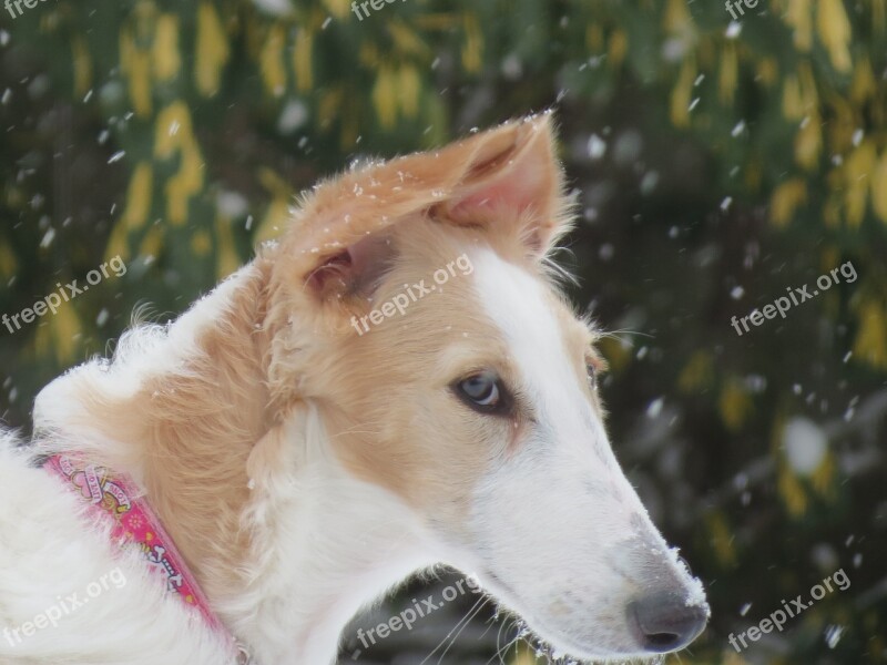 Borzoi Dog Animal Pet Breed