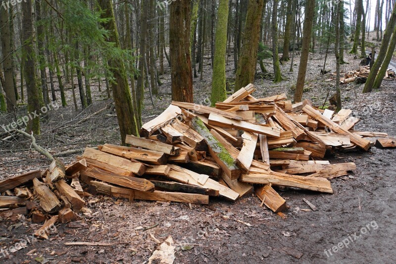 Firewood Wood Growing Stock Stack Forest