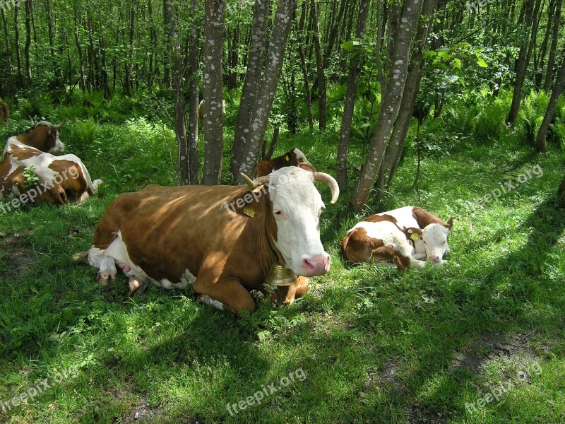 Cows Livestock Farming Beef Cattle