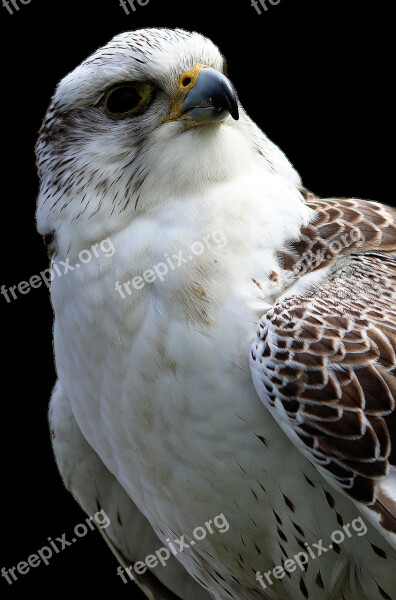 Bird Of Prey Buzzard Bird Raptor Common Buzzard