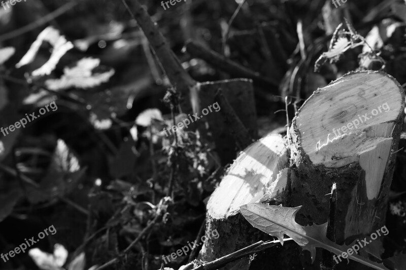 Tree Stump Stump Tree Nature Black And White