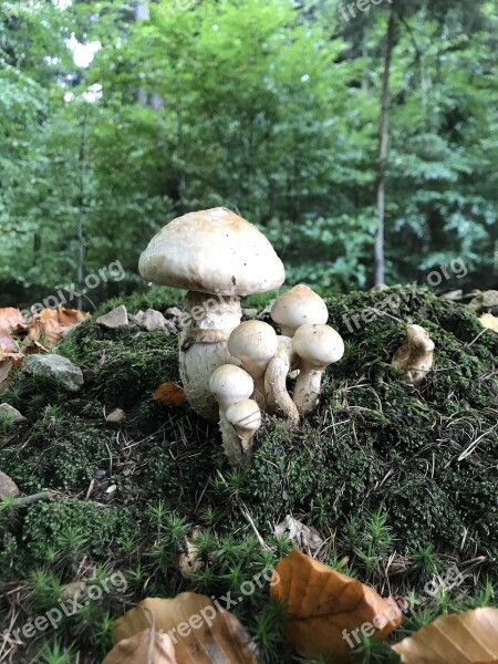 Mushrooms Mushroom Forest Autumn Nature