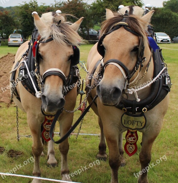 Shire Horse Harness Animal Equine Draught