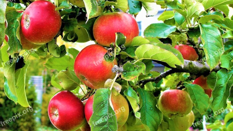 Fruit Growing Red Apple Autumn Garden